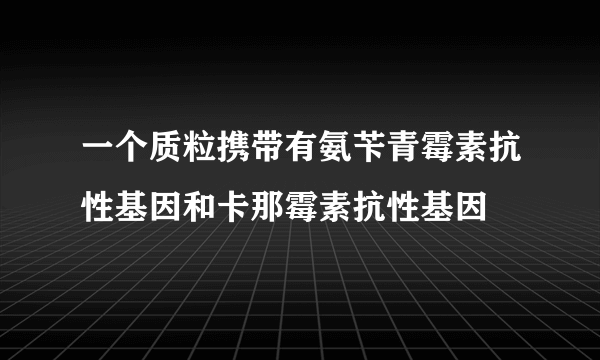 一个质粒携带有氨苄青霉素抗性基因和卡那霉素抗性基因