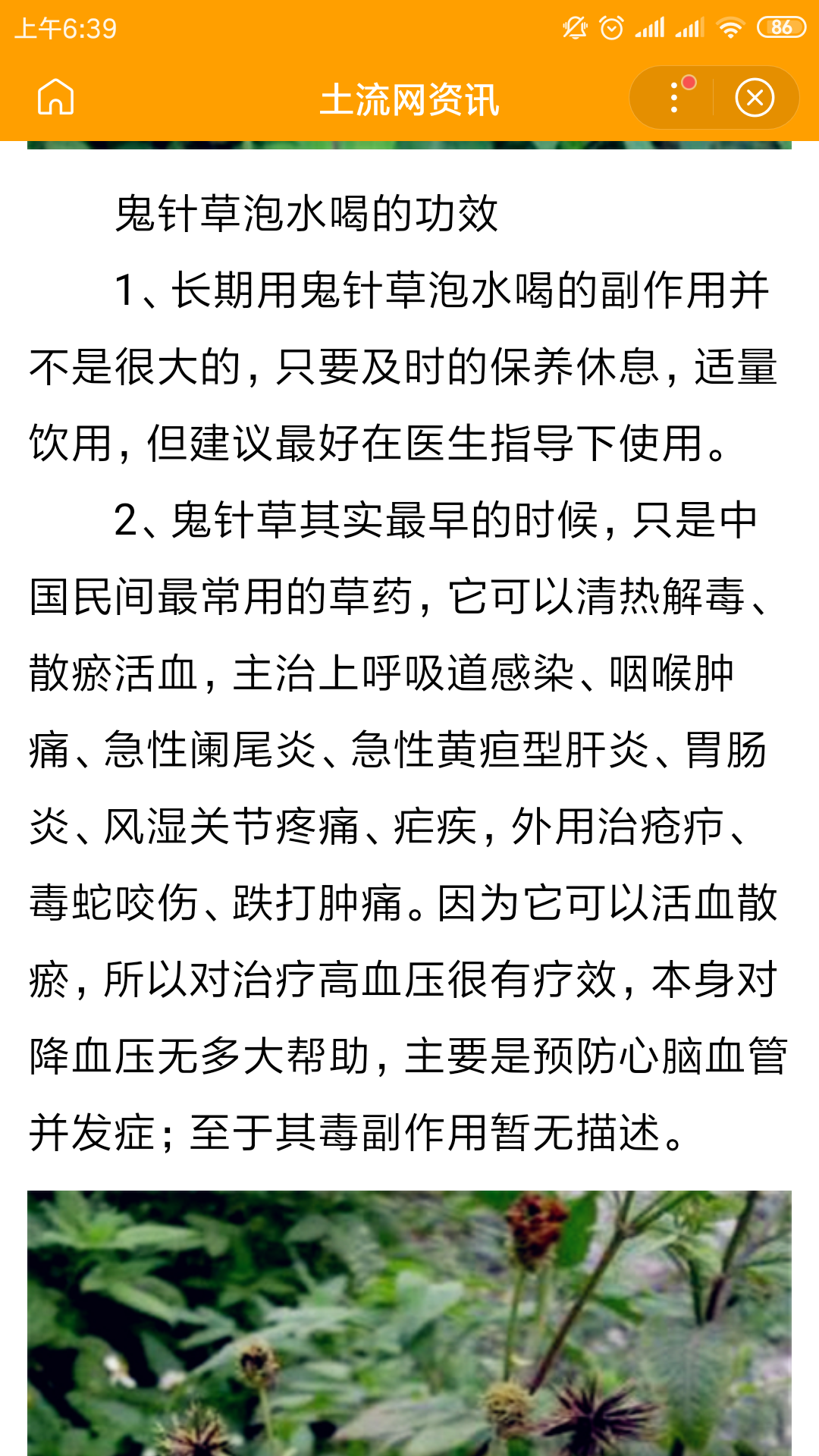 一种草，俗名叫;老婆针.有谁知道它的学名是什么吗？有什么药用价值呀？非常感谢啊……可以治疗什么病？