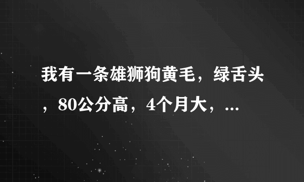 我有一条雄狮狗黄毛，绿舌头，80公分高，4个月大，我想卖掉，看看能卖多少钱？