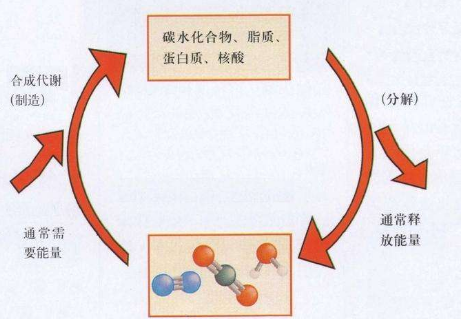 新陈代谢慢怎么调理