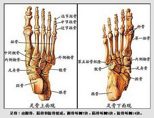 求脚的骨骼结构图，清楚点的。