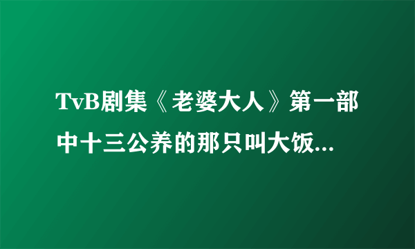 TvB剧集《老婆大人》第一部中十三公养的那只叫大饭桶的狗是什么品种？