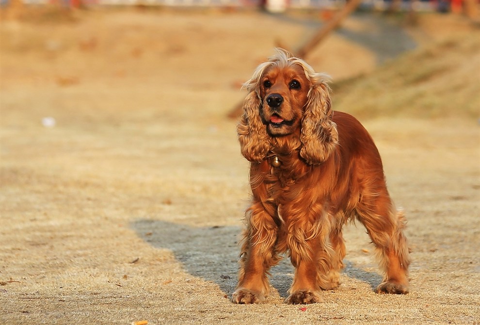 可卡犬有什么优缺点？