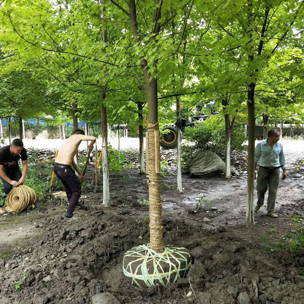 美国红枫和日本红枫的区别？