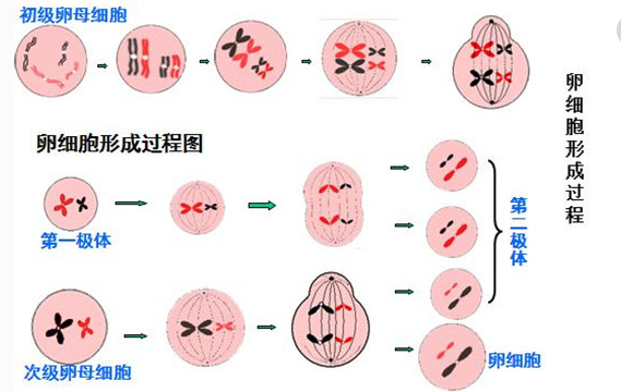 卵母细胞，卵泡，卵子，卵细胞有什么区别