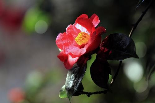 山茶花的花语是什么啊 （白色山茶花）