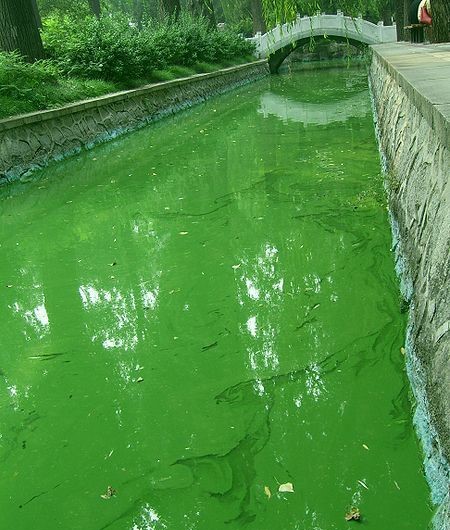 水华和赤潮有区别吗？