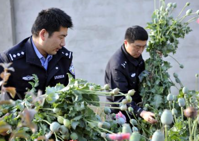 法律上规定种植罂粟花多少棵违法