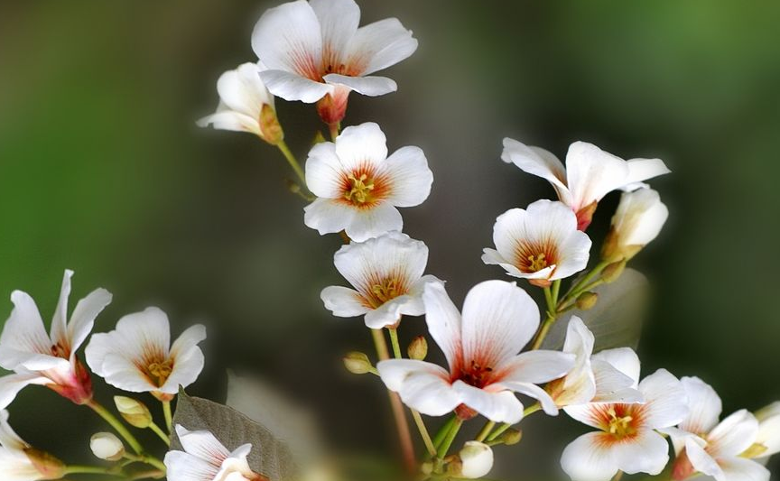 油桐花的花语是什么？