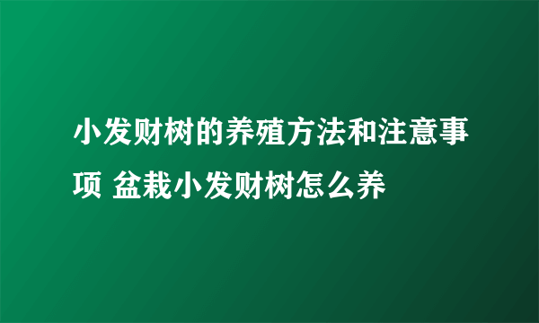 小发财树的养殖方法和注意事项 盆栽小发财树怎么养