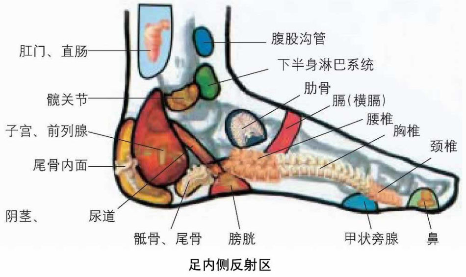 菲尼尔反射的反射特点