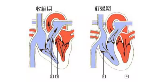 什么是收缩压，什么是舒张压