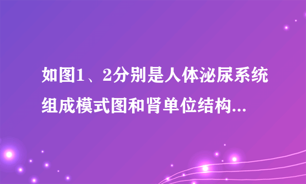 如图1、2分别是人体泌尿系统组成模式图和肾单位结构示意图，请据图回答：（1）泌尿系统由____________、_