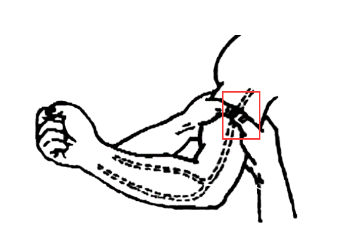 肱动脉的位置图