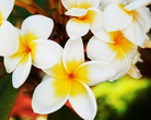 FRANGIPANI 是什么花， 附图···