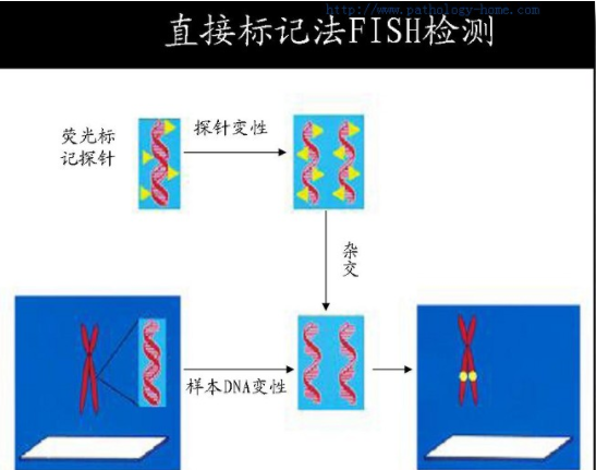 FISH检测主要是检测什么