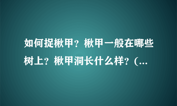 如何捉楸甲？楸甲一般在哪些树上？楸甲洞长什么样？(求图)捉楸甲一般要戴长哪些工具？